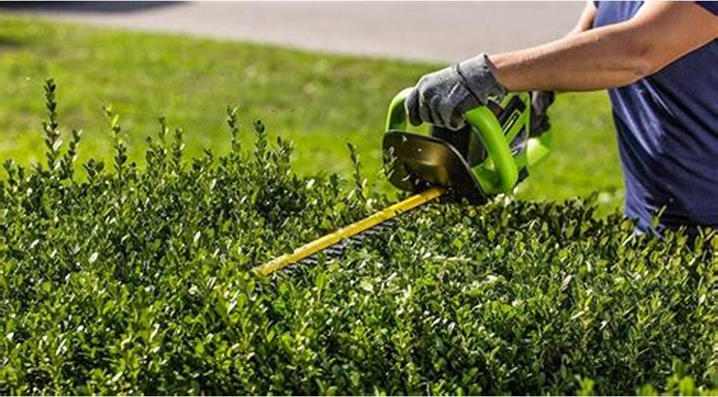 Hire A Company for Garden Cleaning in Abu Dhabi