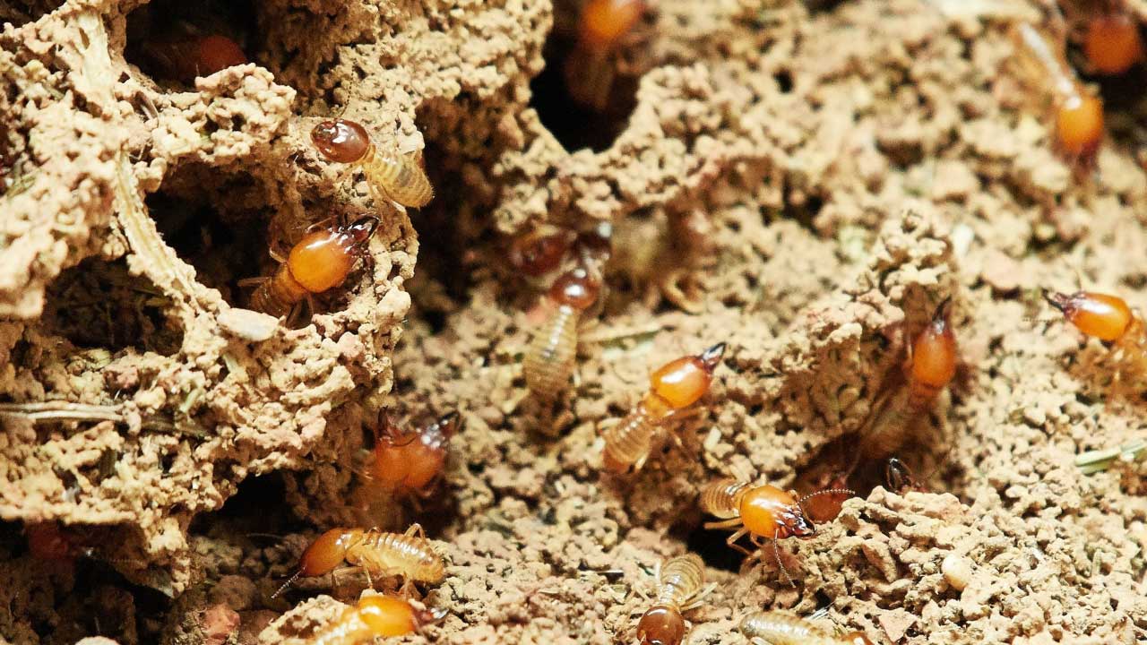 Termite Control services in Abu Dhabi